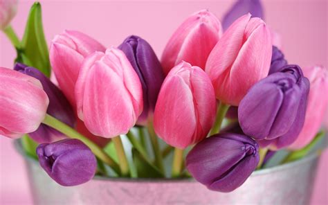 Pink and purple tulips flowers Wallpaper | 2560x1600 resolution wallpaper download | Best ...