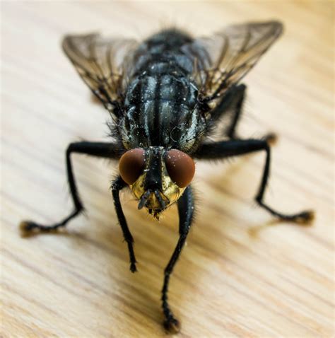 Fly Identification - Types of Flies - House Fly Anatomy & Life Cycle