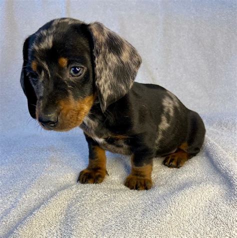 *SOLD* Standard Sliver Dapple Dachshund Puppies | in Belbroughton, West Midlands | Gumtree