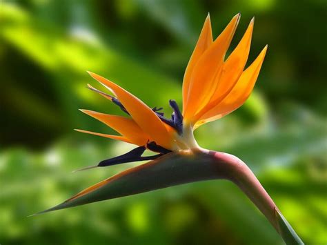 Bird of Paradise Plant Care at Home - Petal Republic