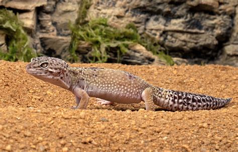 Leopard Gecko | San Diego Zoo Animals & Plants