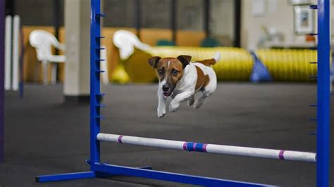 Top 10 Best Dogs for Agility Training | Herepup