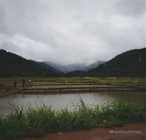 Sri Lanka rice cultivation in Paddy Fields | Travel photography, Village life, Mobile photography