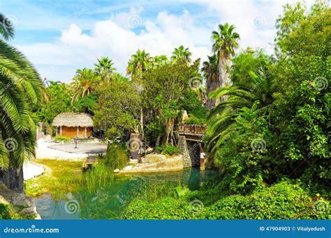 Humid tropical jungle. stock image. Image of africa, humidity - 47904903