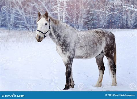 Horse in a snowy forest stock photo. Image of powerful - 22299546