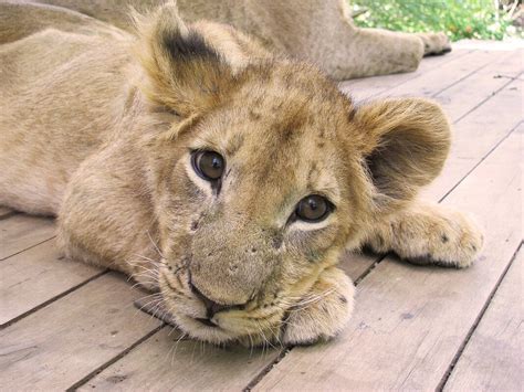 Zimbabwe Wildlife Orphanage - Totally Travel