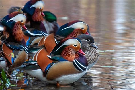 The Mandarin Duck: Symbolism and Beauty Unveiled