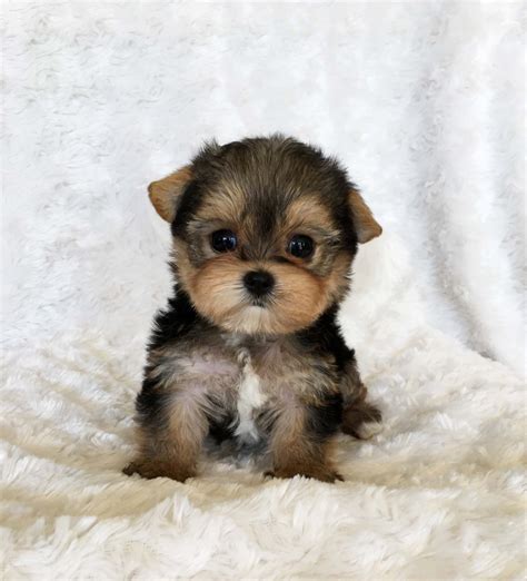 Teacup Yorkie Puppy For sale Lilly! - iHeartTeacups