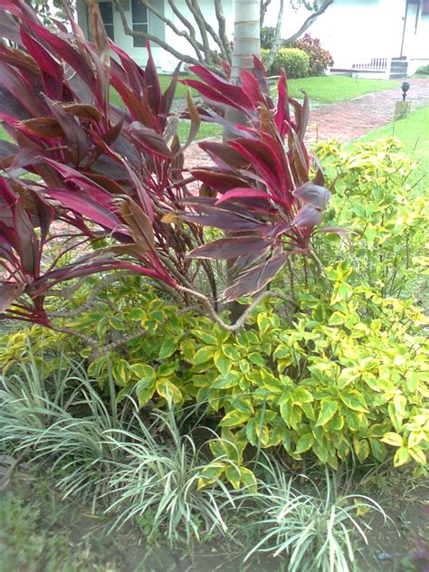 Bests of Holy Gardens Memorial Park: Ornamental Plants