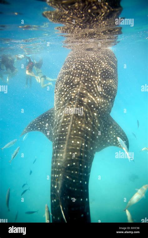 Blue whale mouth open krill hi-res stock photography and images - Alamy