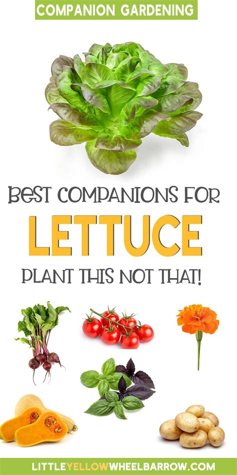 Lettuce Companion Plants: What to Grow With Lettuce?