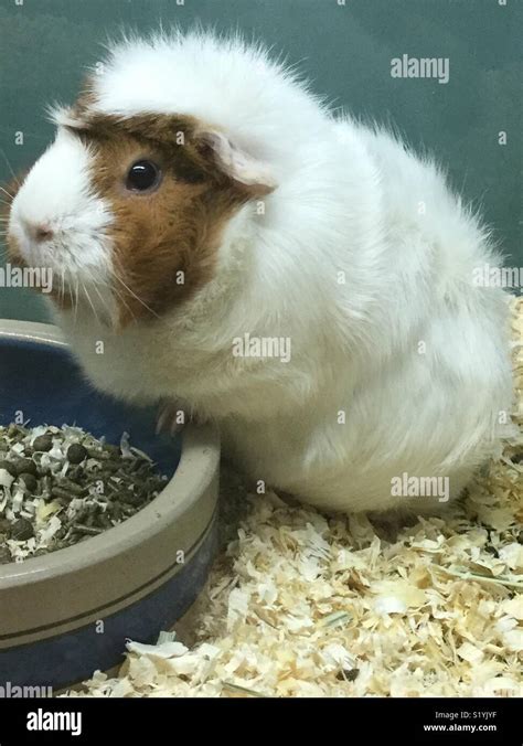 Fat guinea pig Stock Photo - Alamy