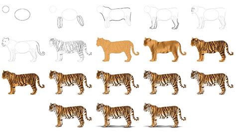 How To Draw A Realistic Baby Tiger Step By Step