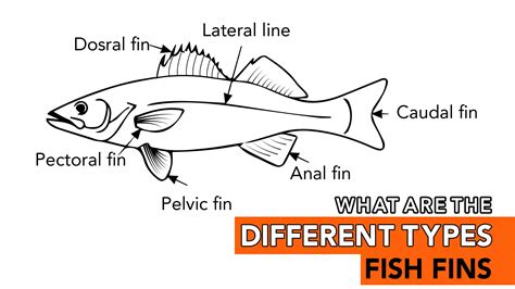 What Are the Different Types of Fish Fins - sharksinfo.com