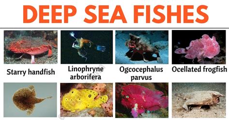 Deep Sea Fish: List of 35+ Types of Fish that Live in the Deep Sea - ESL Forums