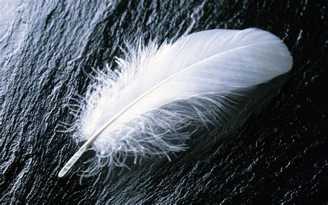 White Feather Wallpapers - Wallpaper Cave