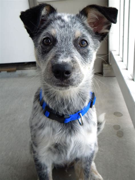 53+ Blue Heeler Border Collie Mix Adoption Photo - Bleumoonproductions