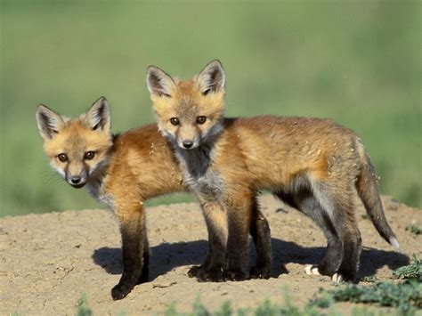 Wild Fox Cubs Wallpaper - Free Fox Downloads