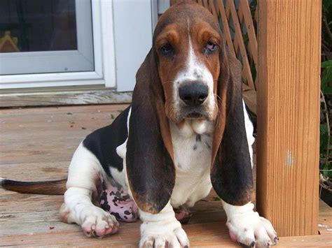 Baby Basset Hound Puppies For Sale In Ohio | PETSIDI