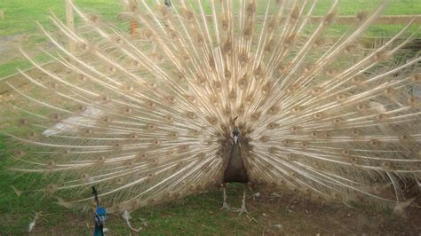 Rare Peafowl Breeds - Peacocks UK