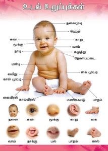 Parts of the Body Chart Paper Print - Educational posters in India - Buy art, film, design ...