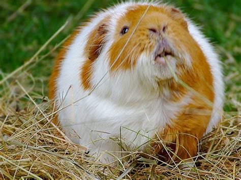 Cute fat guinea pig