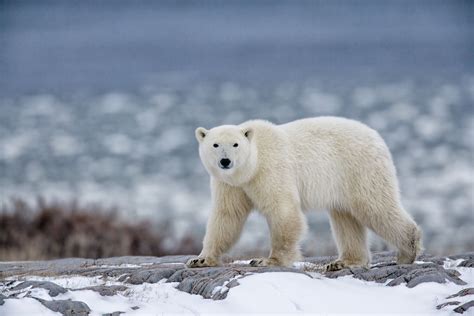 Polar Bear Facts: Behavior, Diet, Habitat, and More