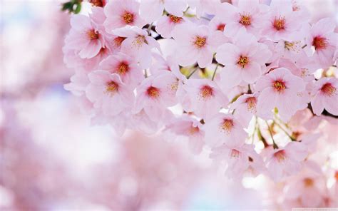 Cherry Blossom Backgrounds - Wallpaper Cave