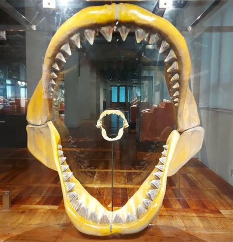 Megalodon discovery: Giant shark tooth found in the Phillipines - 'Largest shark ever' | Science ...