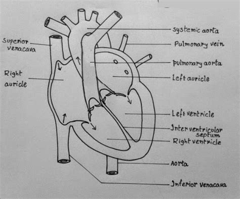 Draw the schematic sectional view diagram of the human heart and also describe the circulation ...