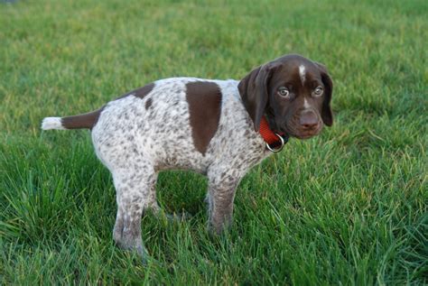 Duck Hunting Dog Breeds - Dog Training Home | Dog Types