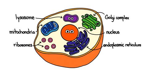 [DIAGRAM] Diagram Of Cell Organelles Name - MYDIAGRAM.ONLINE