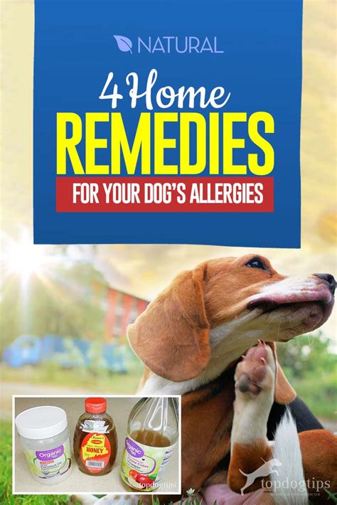 How Do You Treat A Dog With Allergies