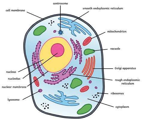 Diagram Of An Animal Cell And Functions Animal Cell Structure | Porn Sex Picture