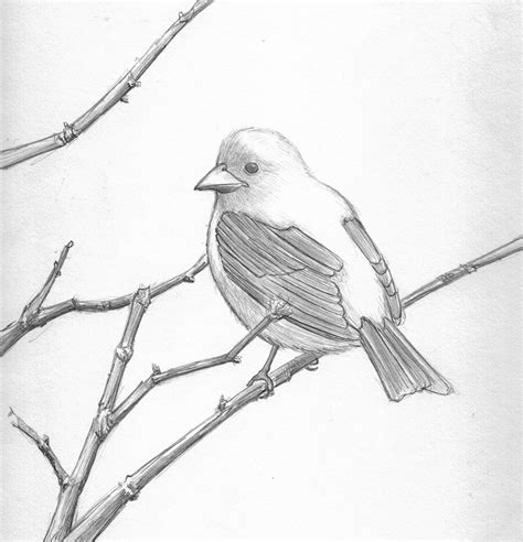 Drawings Pencil Sketch Bird | Sketch Drawing Idea