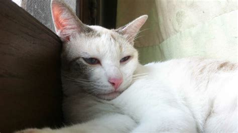 Cat Throwing Up Bile for 3 Days: Causes & Treatment