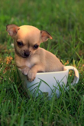 The Truth About The Teacup Chihuahua - Animalso