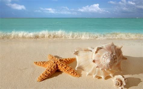 starfish seashells beach sand wallpaper 6