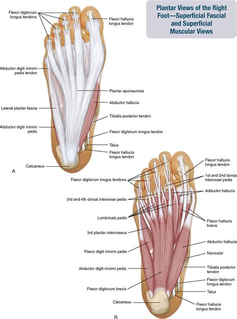 Foot Interossei Muscles Mri / Anatomy of the Upper Limb: Interossei and Lumbricals - YouTube ...