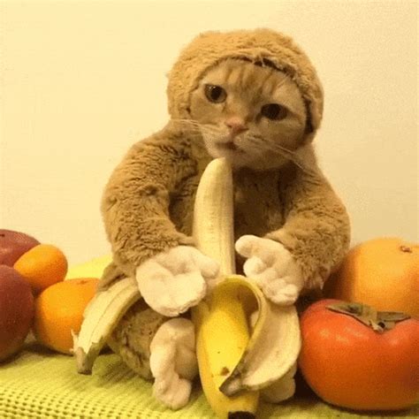 Banana Cat Meme Gif