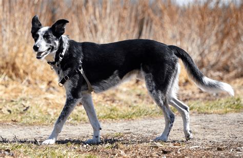 Border Collie Blue Heeler Black Lab Mix - All About Logan