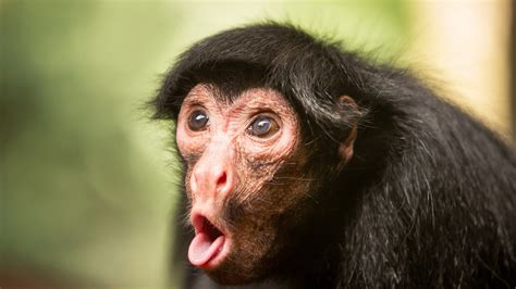 Funny Monkey Chimpanzee Face In Blur Background HD Funny Monkey Wallpapers | HD Wallpapers | ID ...