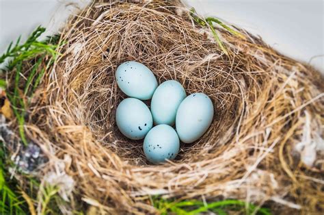 Photo Gallery of Wild Bird Nests and Eggs