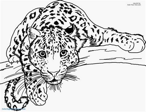 Realistic Cheetah Coloring Pages at GetColorings.com | Free printable colorings pages to print ...