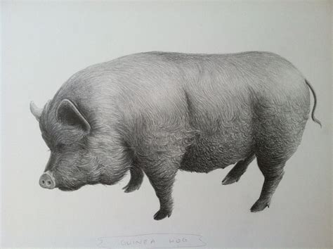 Pig Drawing - Cliparts.co