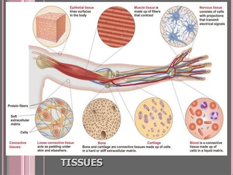 Four Major Tissue Types - slideshare