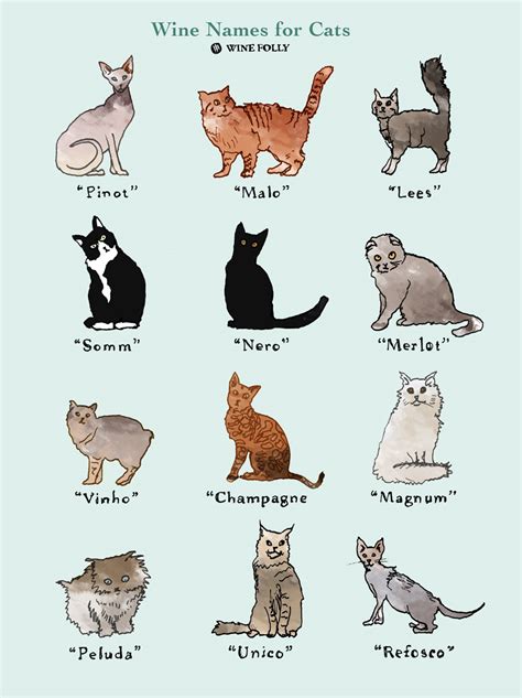 25 Perfectly Fitting Wine Names for Cats | Wine Folly