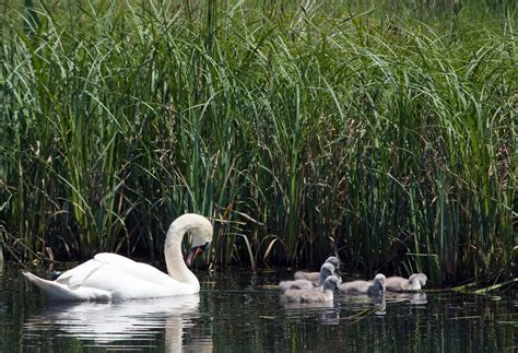 Swan And Cygnets Free Stock Photo - Public Domain Pictures