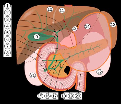 Gallbladder Pain Location Diagram - exatin.info