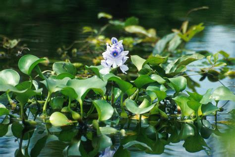 Water hyacinth: a killer of aquatic biodiversity | Biodiversity Conservation